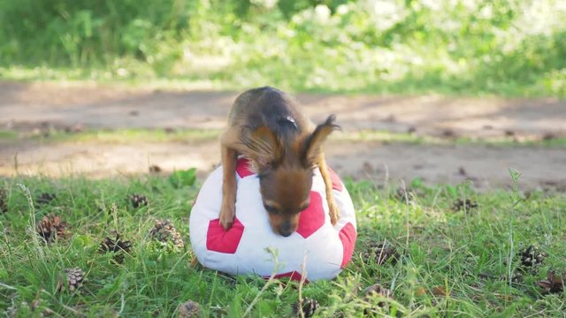 Dog makes funny sex with a toy. A toy is a soccer ball. Legs hang hilariously. Humping dog. Humpy toy terrier.