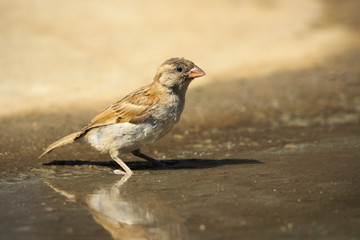 Image of Sparrow on the floor there is a reflection of water. Birds. Animal.