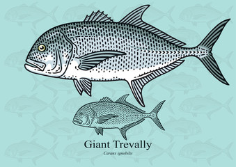 Fototapeta premium Giant Trevally (Giant Kingfish). Vector illustration for artwork in small sizes. Suitable for graphic and packaging design, educational examples, web, etc.