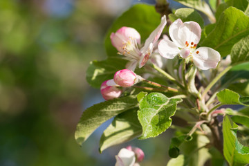 Flowers of apple on branches in the spring