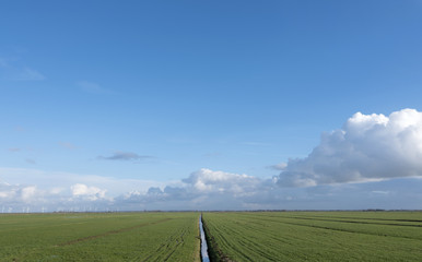 meadow landscape with canal and blue sky with clouds in the netherlands