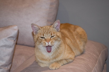Cat meowing on top of a sofa