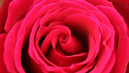 Rose Red Rose 