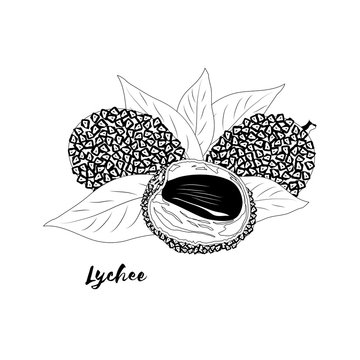 Lychee. Page for coloring book. Doodle design.Fruits. Vector illustration.
