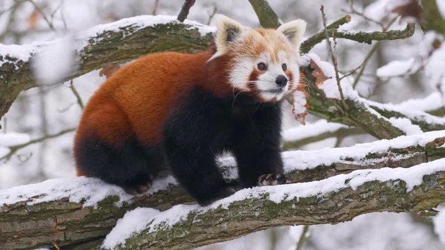 Red panda in the tree in winter