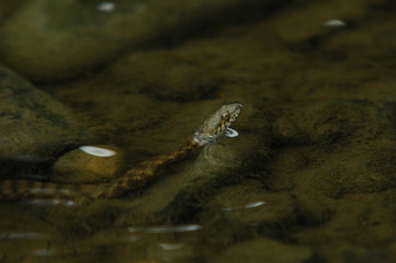 Grass Snake
