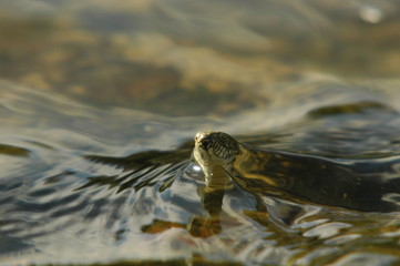 Grass Snake