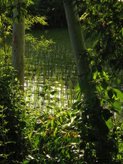 Eucalyptus and water