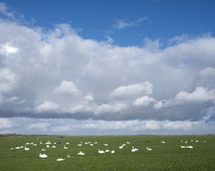 Obraz premium swans in green meadow under cloudscape near amersfoort and eemnes in the netherlands
