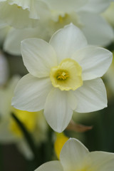 White daffodil closeup.Narcissus flower. Spring mood