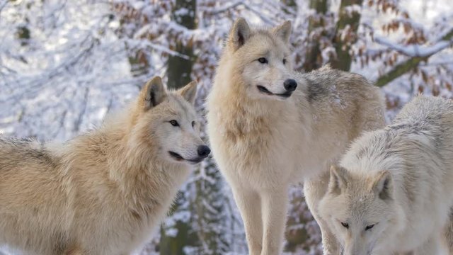 Arctic wolf in winter