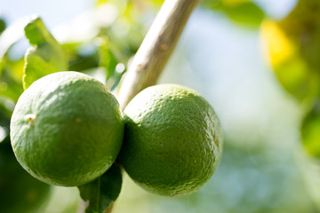 limes  green lemons on tree