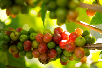 red   coffee beans on trees