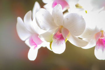 Beautiful white orchid.