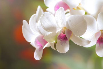 Naklejka na ściany i meble Beautiful white orchid.