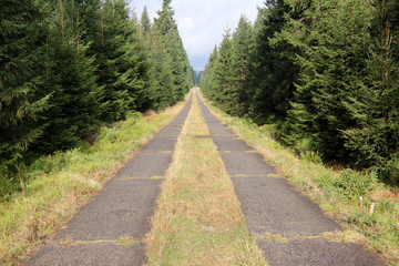 Fototapeta na wymiar Long straight path through a spruce forest