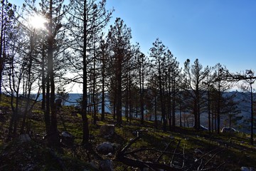 Fototapeta premium Burnt mountain forest after the fire/ landscape nature photography/ Awakening nature after the forest fire