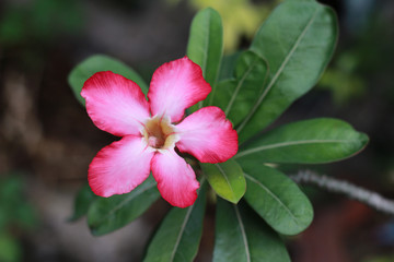 pink flower top view green leaves 