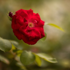 Red dog Rose