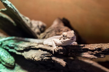 lizard