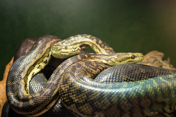 snake