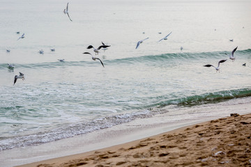 gulls fly randomly over the coast