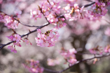 満開の河津桜