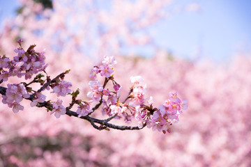 満開の河津桜