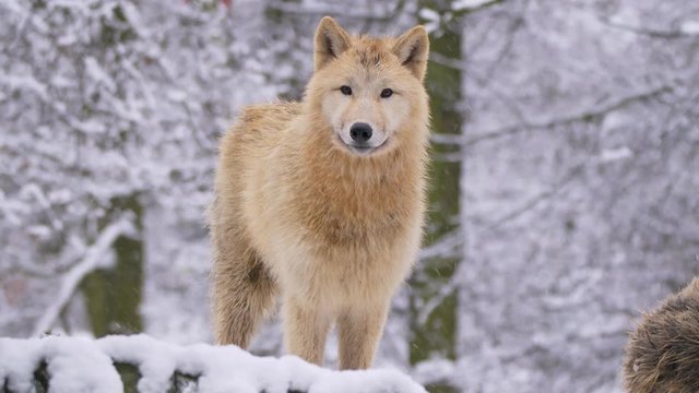 Arctic wolf in winter