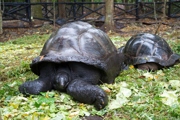Naklejka premium turtles of prison island in zanzibar