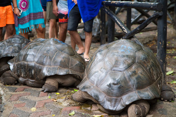 Obraz premium turtles of prison island in zanzibar