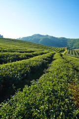 Fototapeta na wymiar Tea plantation in Doi Mae Salong, Chiang Rai Thailand