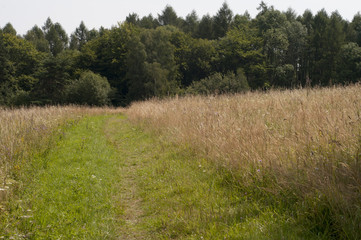 path in the Bieszczady
