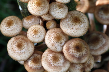 Northern honey fungus, Armillaria borealis