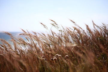 Beach grass