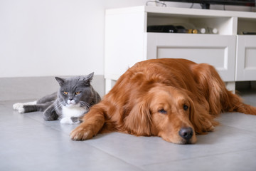 Golden Retriever and Cat