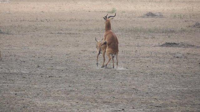 Uganda Kobus Sexual Reproduction In Super Slow Motion