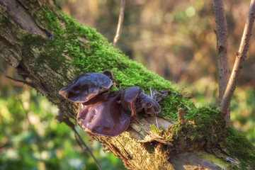 Auricularia mushrooms on the tree trunk, nature seasonal outdoor background