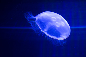 【水中の生物】クラゲ