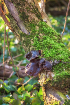 Auricularia mushrooms on the tree trunk, nature seasonal outdoor background, vertical image