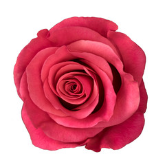 Pink rose isolated on white background.