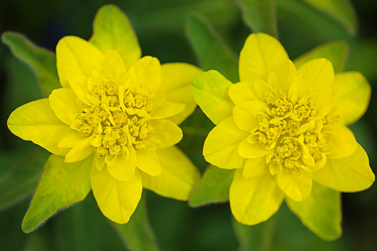 yellow  flowers on a dark green blurred background. spring flowers. spring season