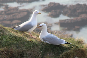 couple de goélands