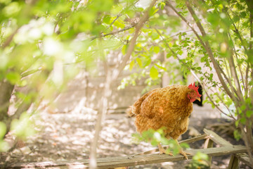 Hen on the farm