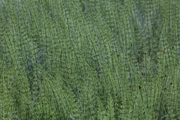 Acker-Schachtelhalm (Equisetum arvense), 
