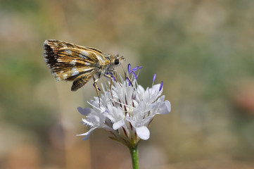 Spialia orbifer, red skipper or Hungarian Skipper. Little butterfly on wildflower in summer