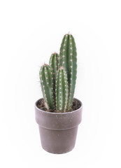 cactus in a pot isolated on white background