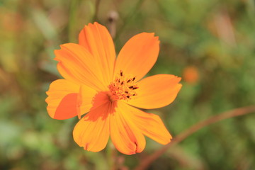 キバナコスモスの花部分(宮城県)