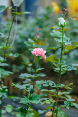 rose with buds in a romantic flower garden.
