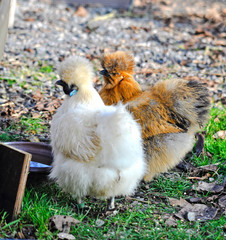 Two beautiful silk chickens in white and brown colours standing together at a garden  